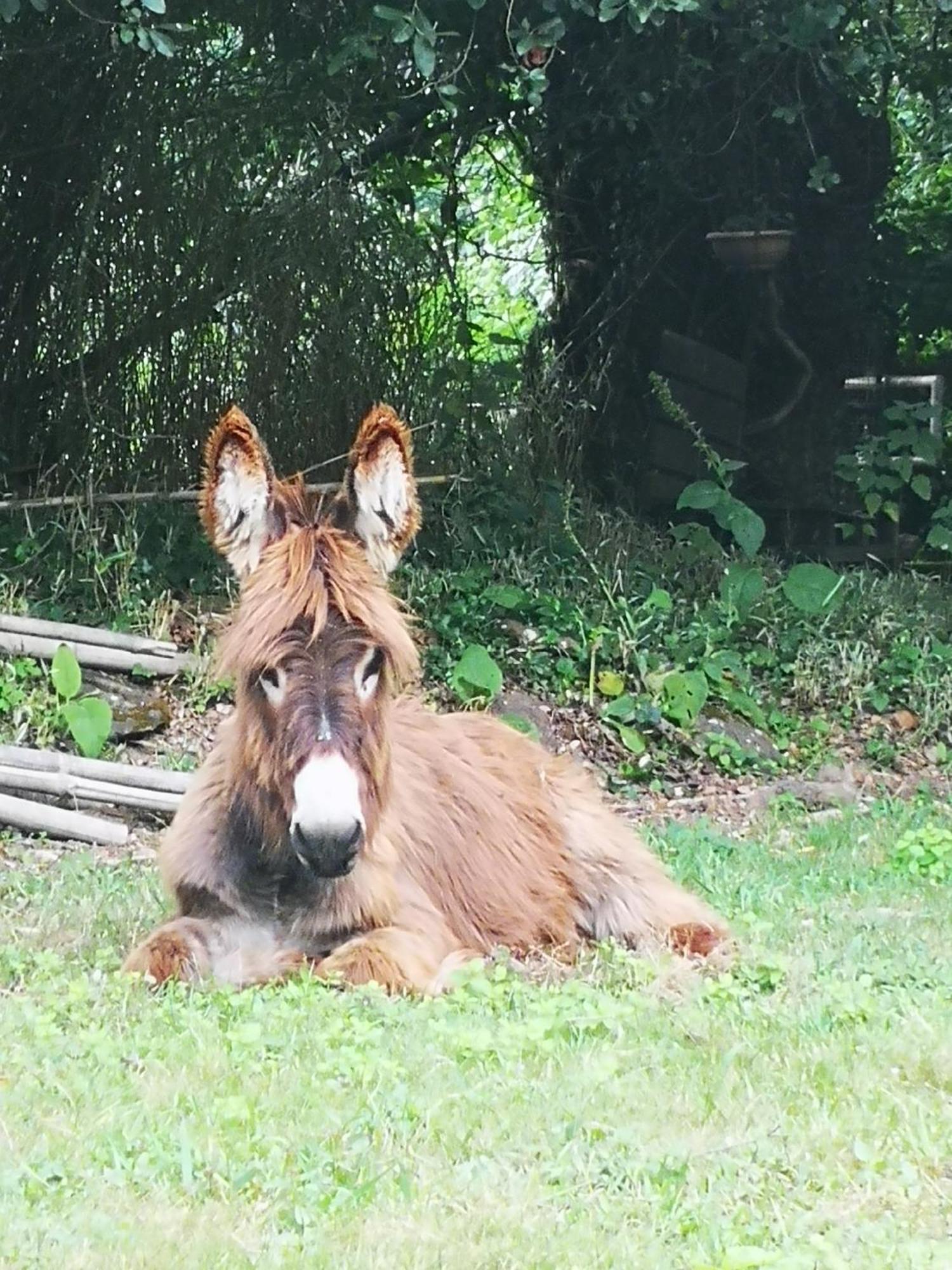 Quinta Das Aguias Авиеро Екстериор снимка